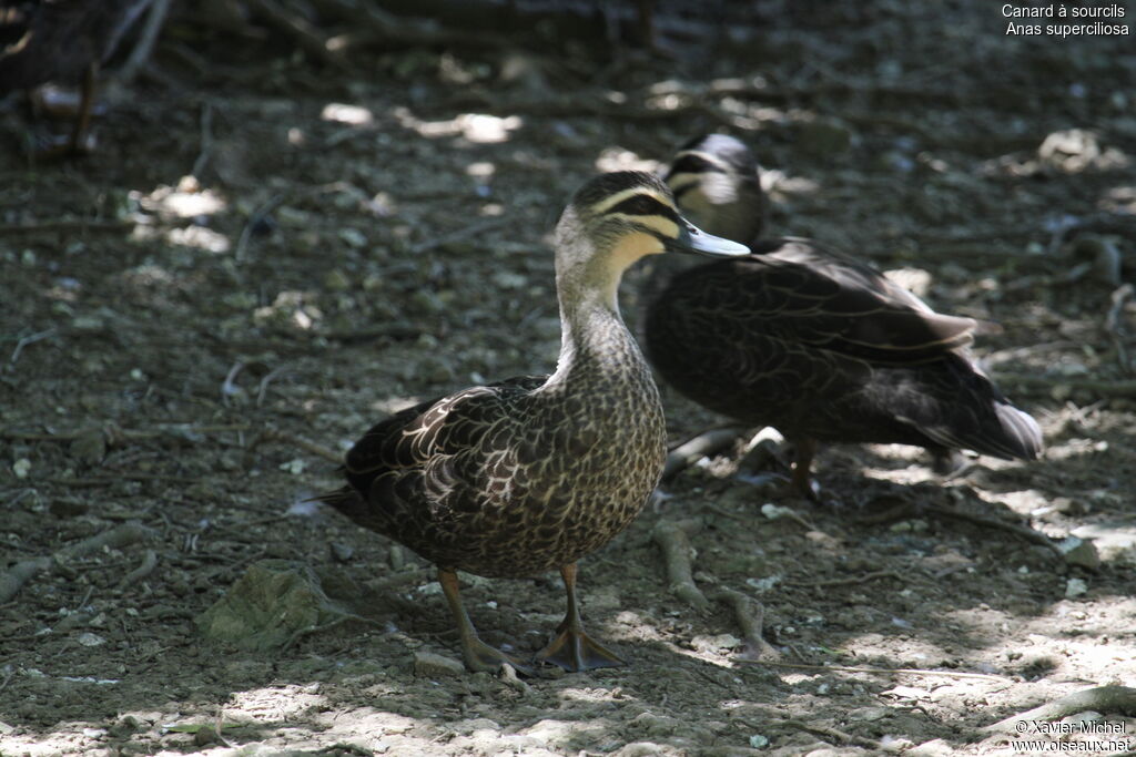 Canard à sourcils, identification