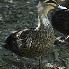 Canard à sourcils