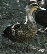 Canard à sourcils