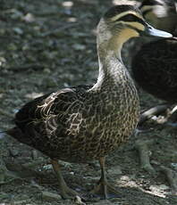 Canard à sourcils