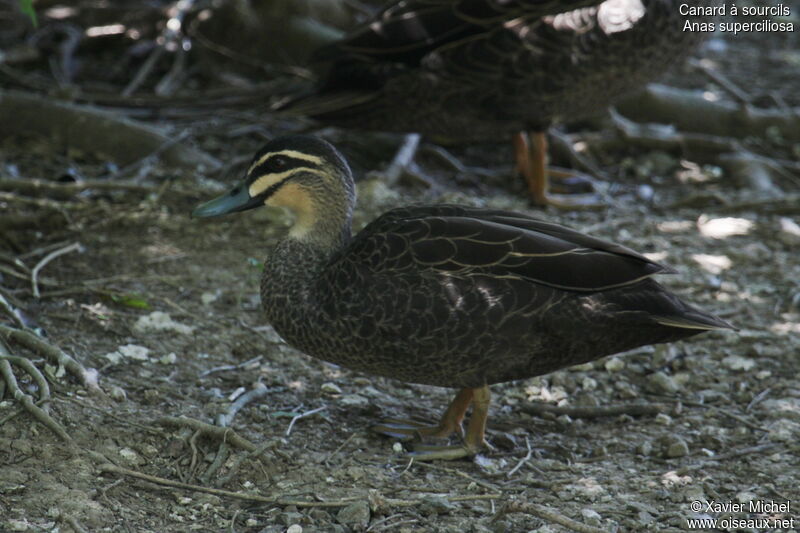 Pacific Black Duck, identification