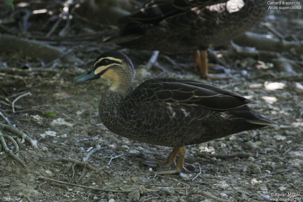 Canard à sourcils, identification