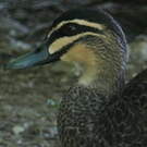 Canard à sourcils