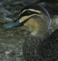 Canard à sourcils