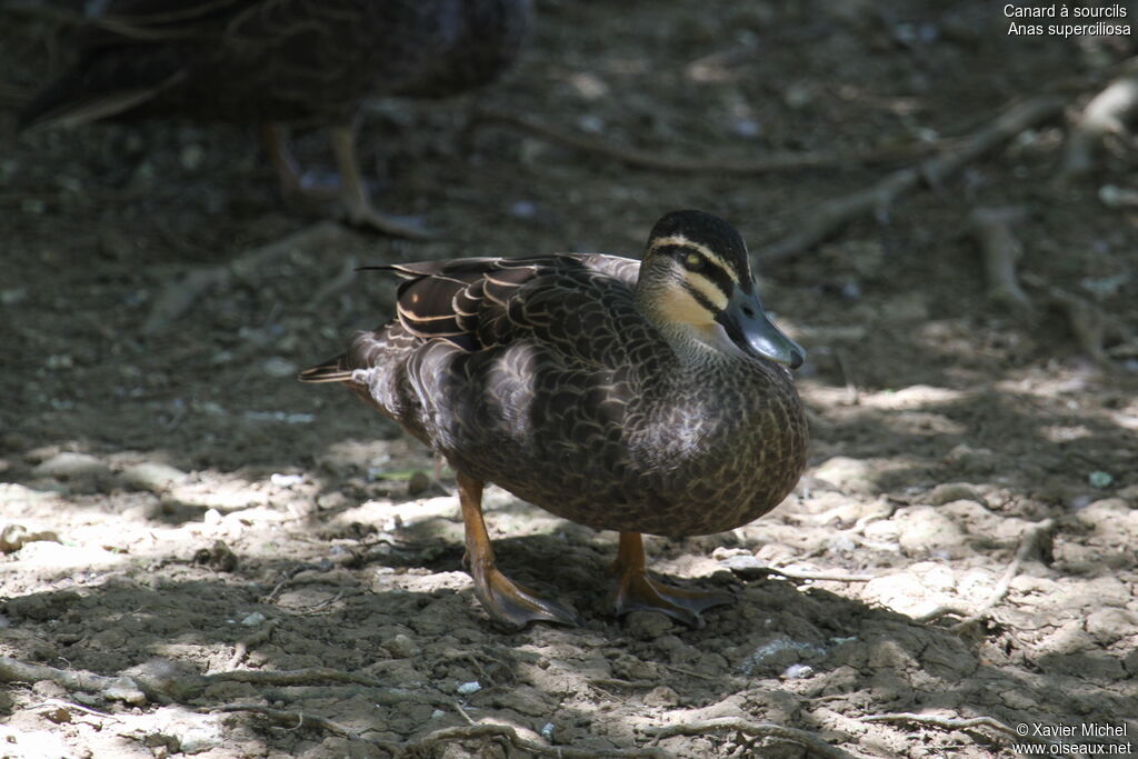 Canard à sourcils, identification