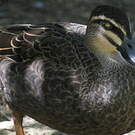 Canard à sourcils