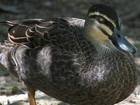 Canard à sourcils