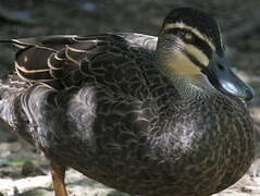 Pacific Black Duck