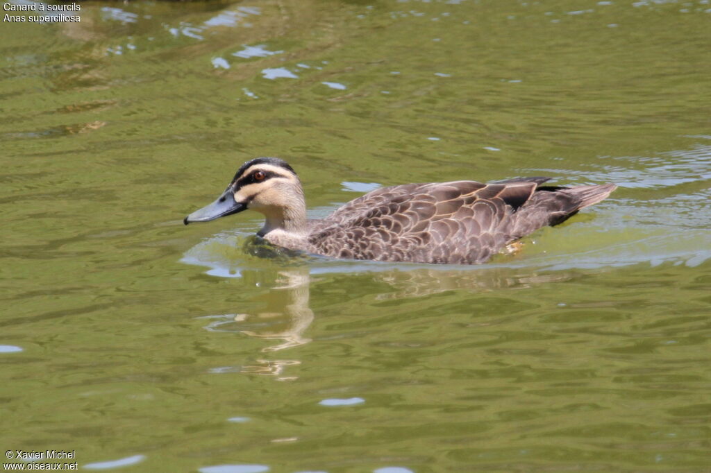 Canard à sourcils, identification