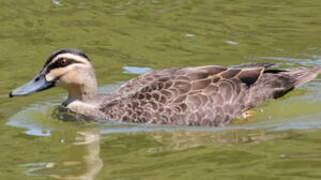 Pacific Black Duck