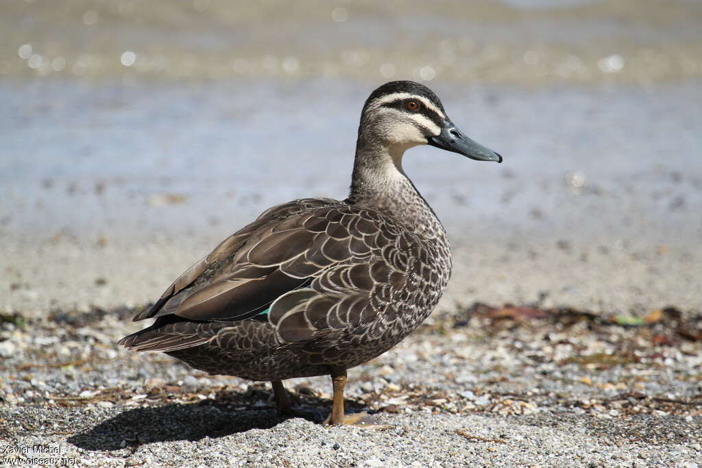 Pacific Black Duckadult, close-up portrait