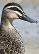 Canard à sourcils