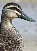 Canard à sourcils