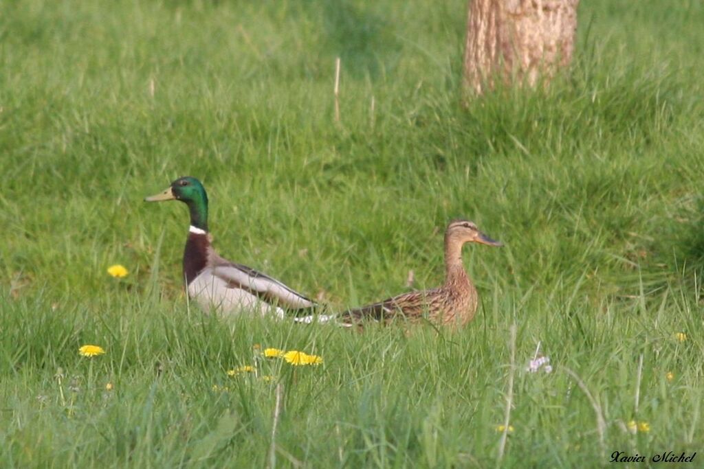 Canard colvert