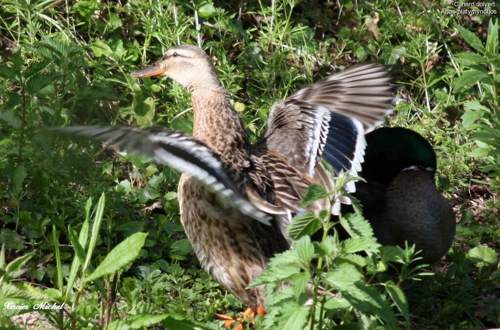 Canard colvert femelle adulte