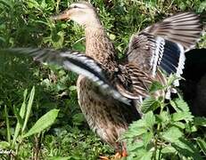 Canard colvert