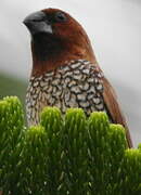 Scaly-breasted Munia