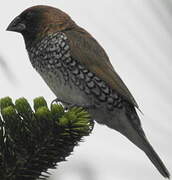 Scaly-breasted Munia