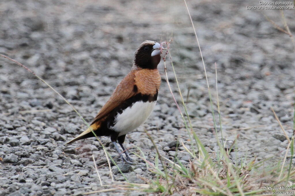 Chestnut-breasted Mannikin, identification, feeding habits