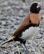 Chestnut-breasted Mannikin