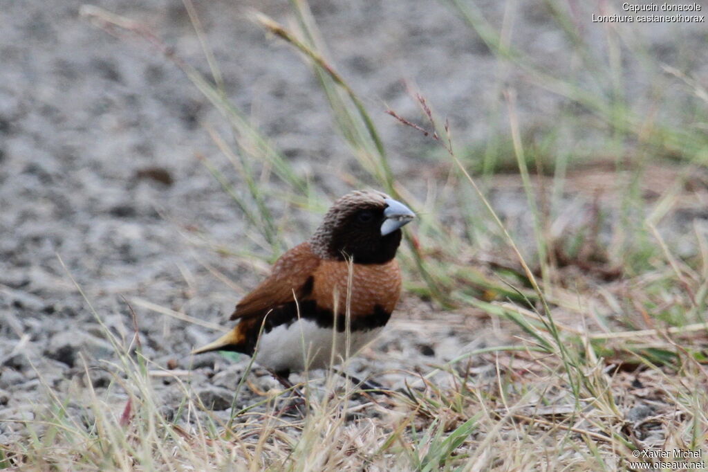 Chestnut-breasted Mannikin, identification, feeding habits