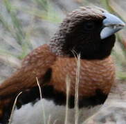 Chestnut-breasted Mannikin