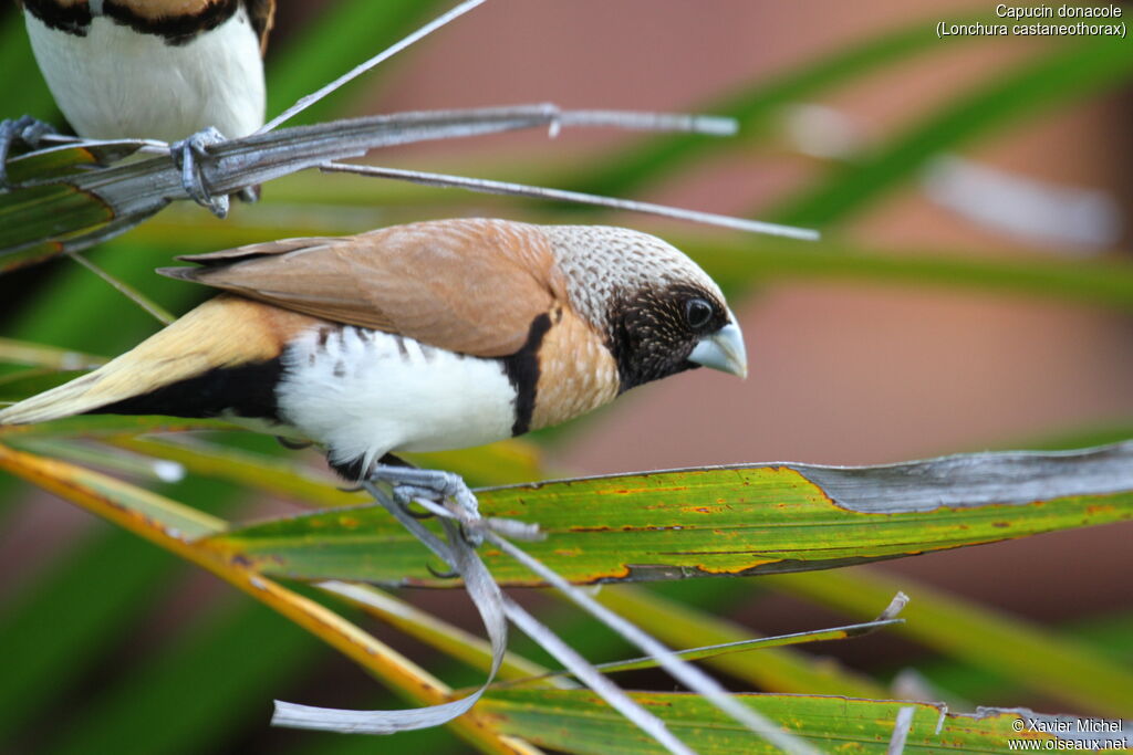 Chestnut-breasted Mannikinadult