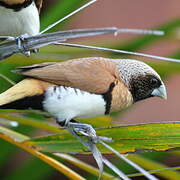 Chestnut-breasted Mannikin