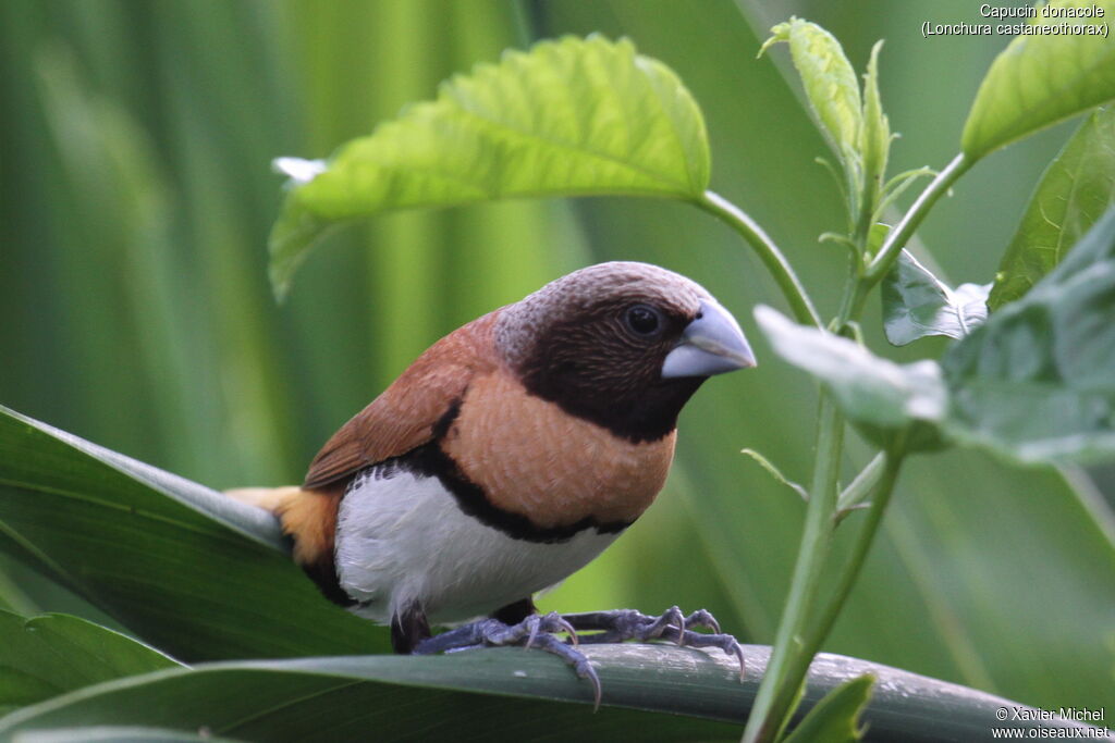 Chestnut-breasted Mannikinadult