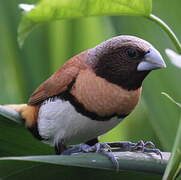 Chestnut-breasted Mannikin