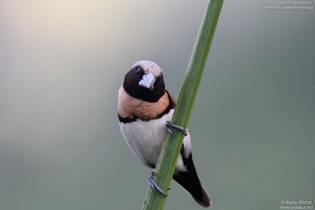 Chestnut-breasted Mannikinadult, identification