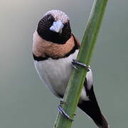 Chestnut-breasted Mannikin