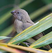 Chestnut-breasted Mannikin