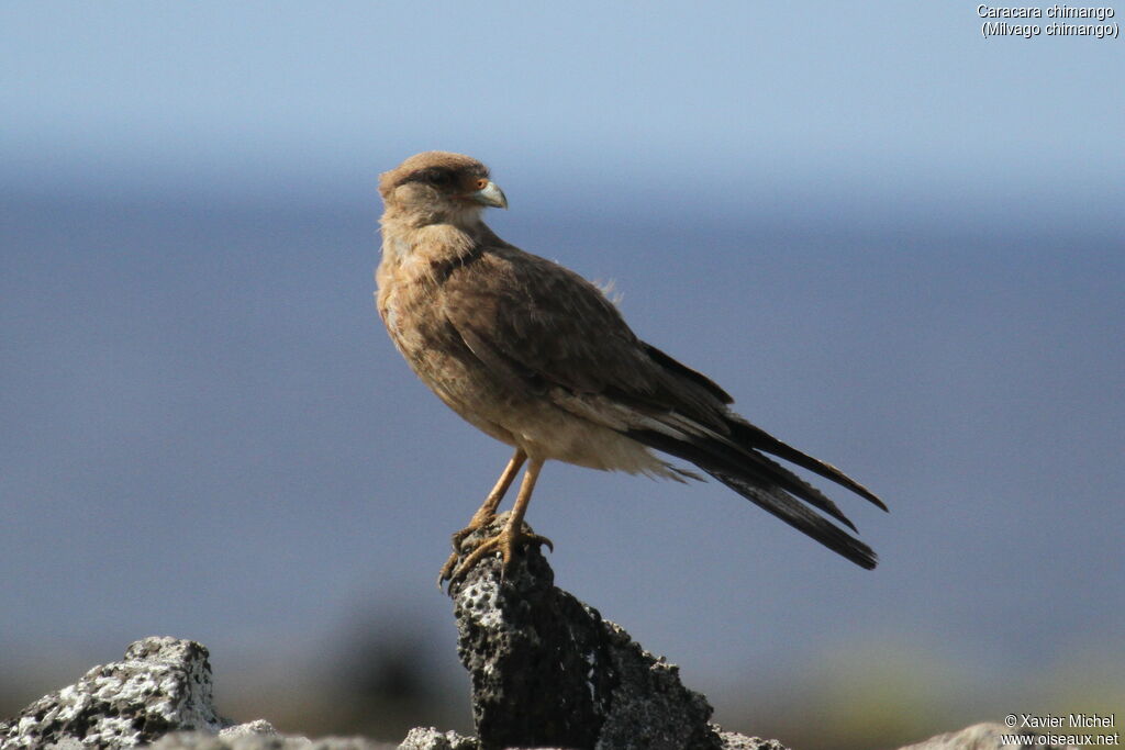 Caracara chimango