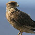 Caracara chimango