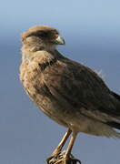 Chimango Caracara