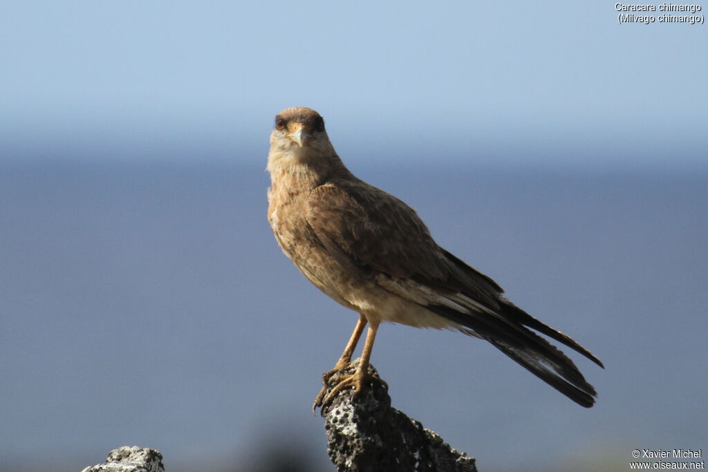 Chimango Caracara