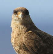 Chimango Caracara