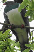 New Zealand Pigeon