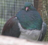 New Zealand Pigeon