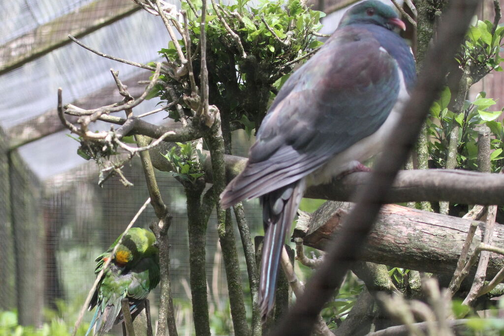 New Zealand Pigeon