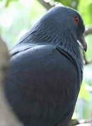 Goliath Imperial Pigeon