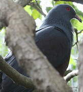 Goliath Imperial Pigeon