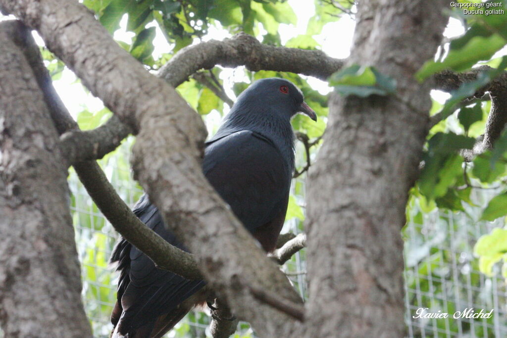 Goliath Imperial Pigeon, identification