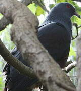 Goliath Imperial Pigeon