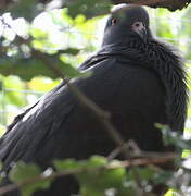 Goliath Imperial Pigeon