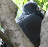 Goliath Imperial Pigeon