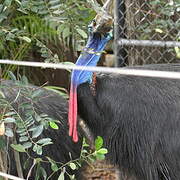 Southern Cassowary