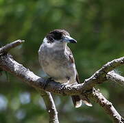 Grey Butcherbird