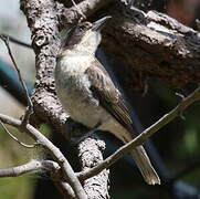 Grey Butcherbird